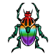 Coi scarab rainbow.gif