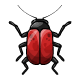 Coi red scarabs.gif